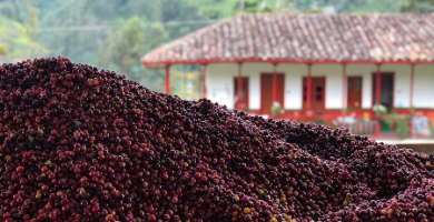 Tours de Café Salento